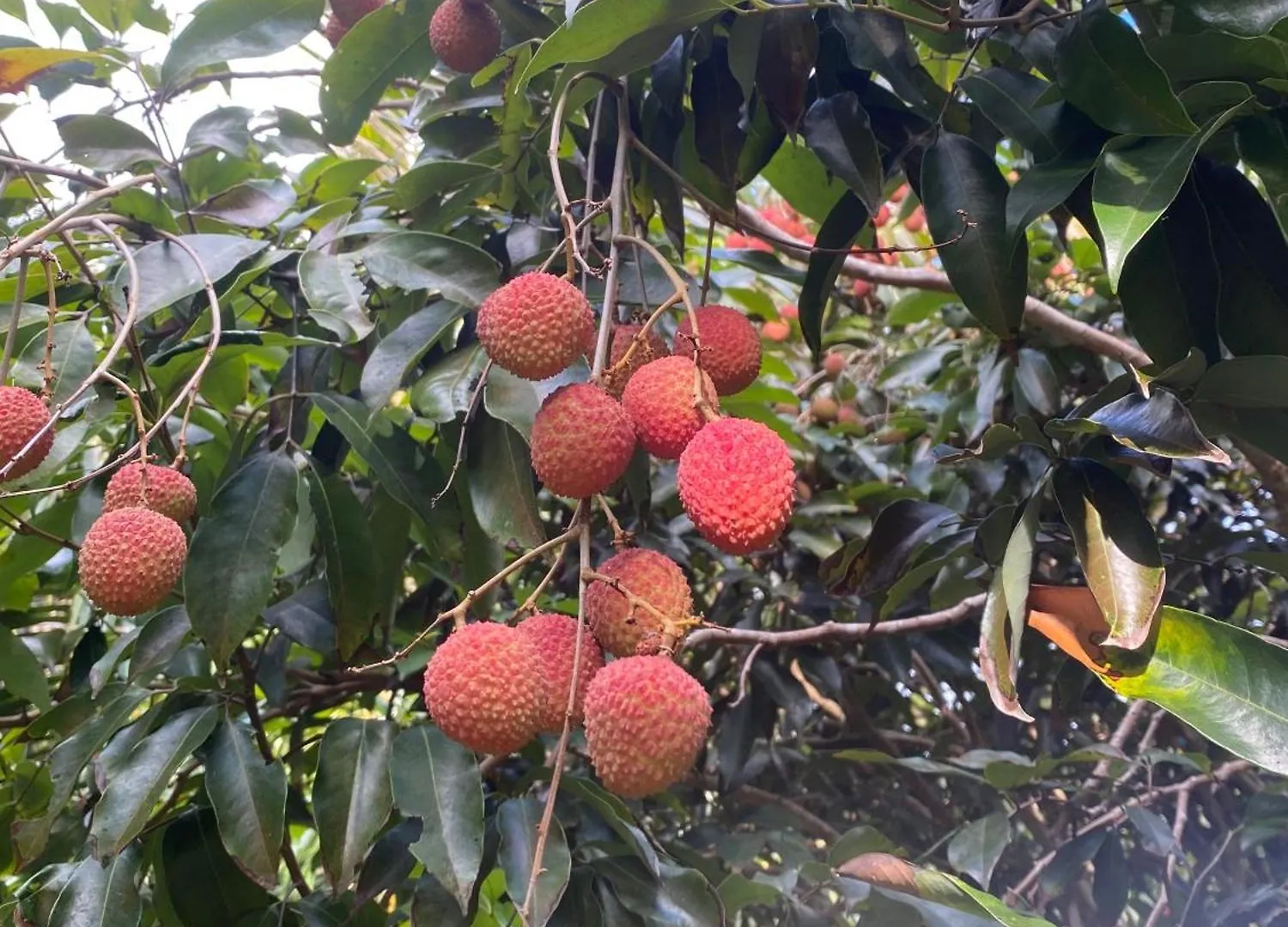 Villa Fare Tamaruorai Mataura Polinesia Francesa